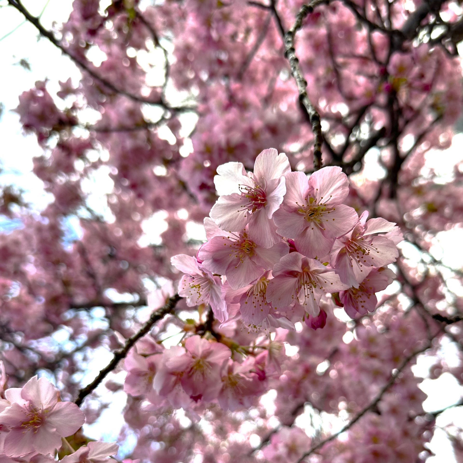 満開の河津桜