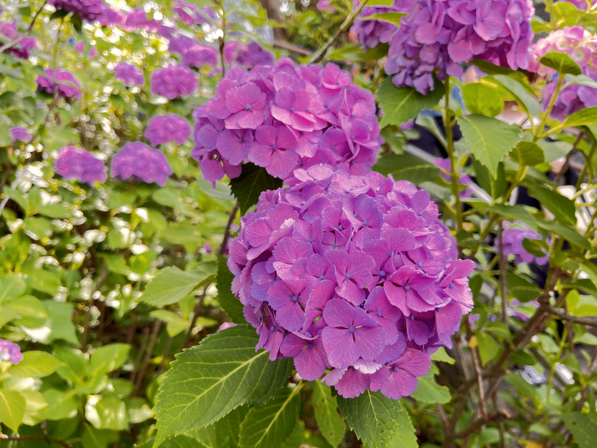 ②紫陽花