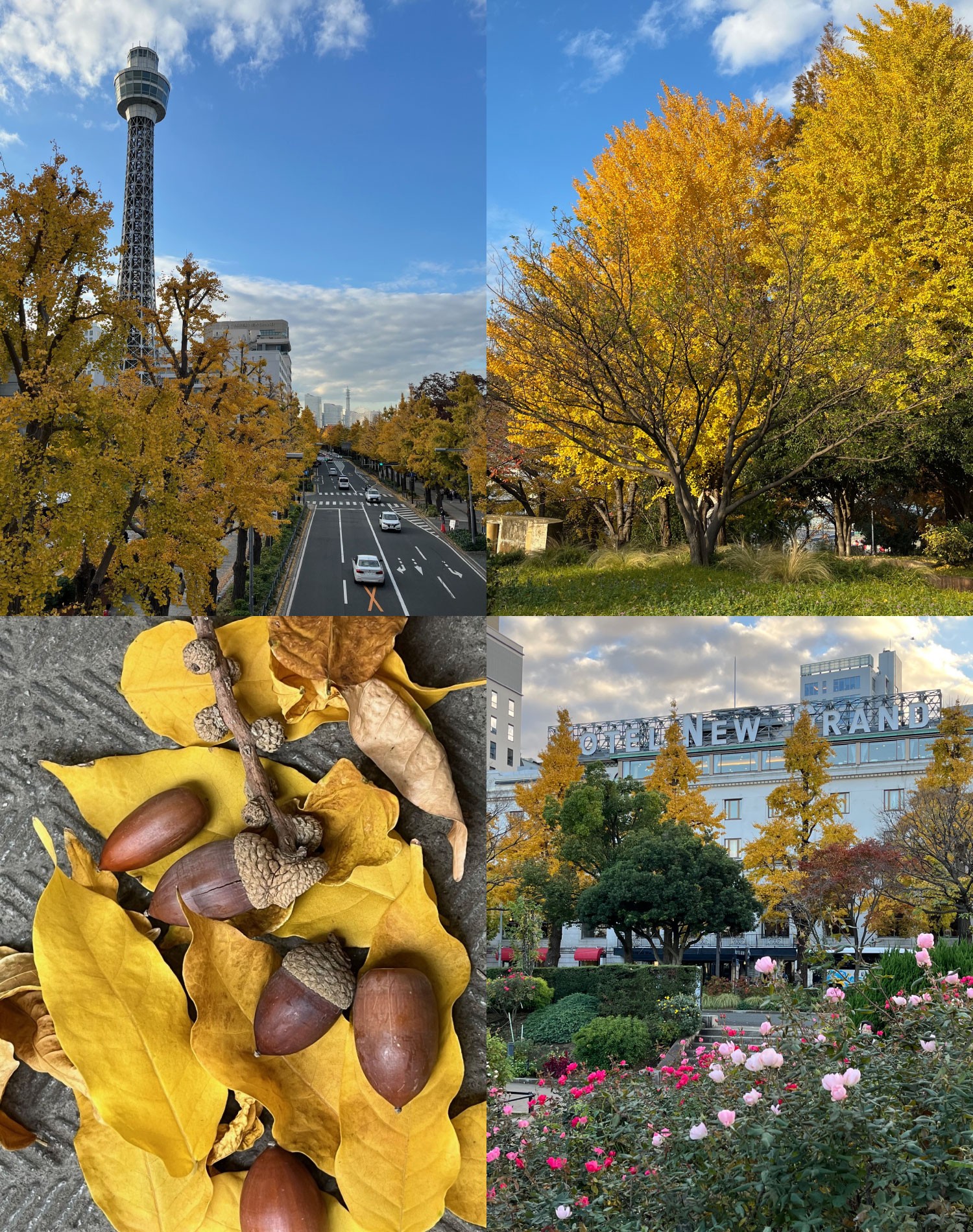 横浜山下公園のイチョウ並木、紅葉したイチョウ、どんぐり