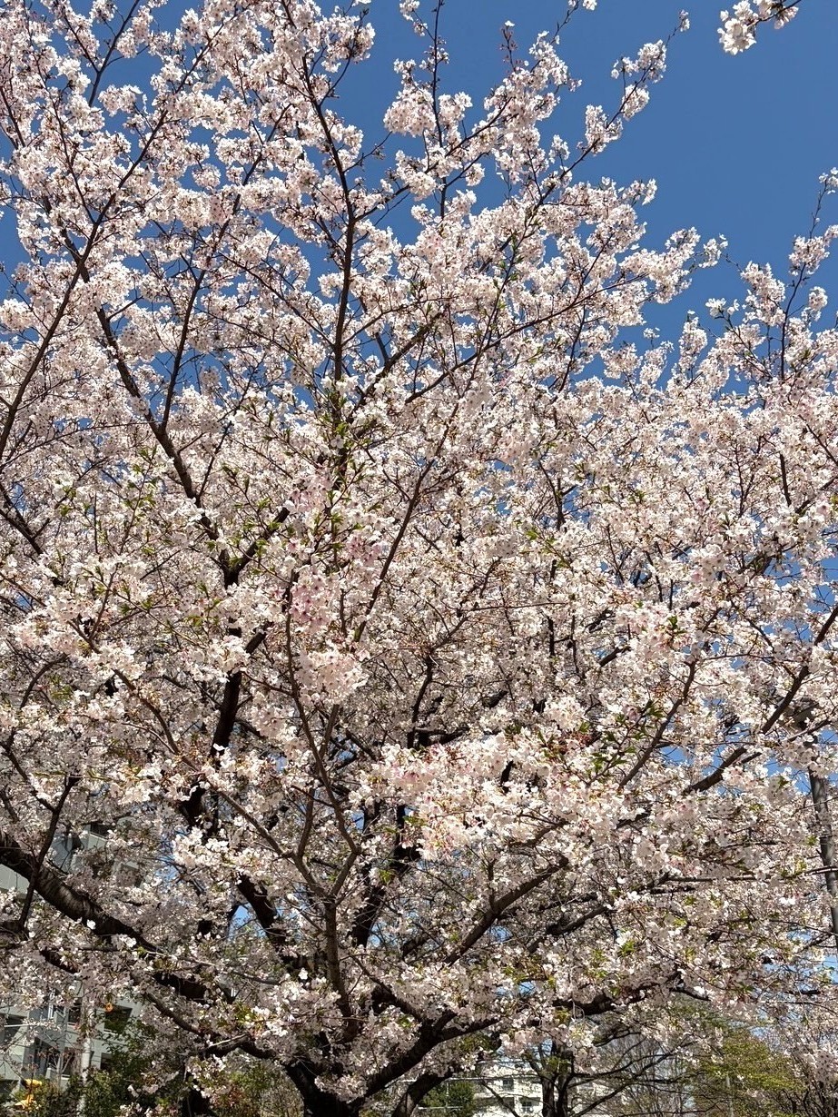 満開の桜