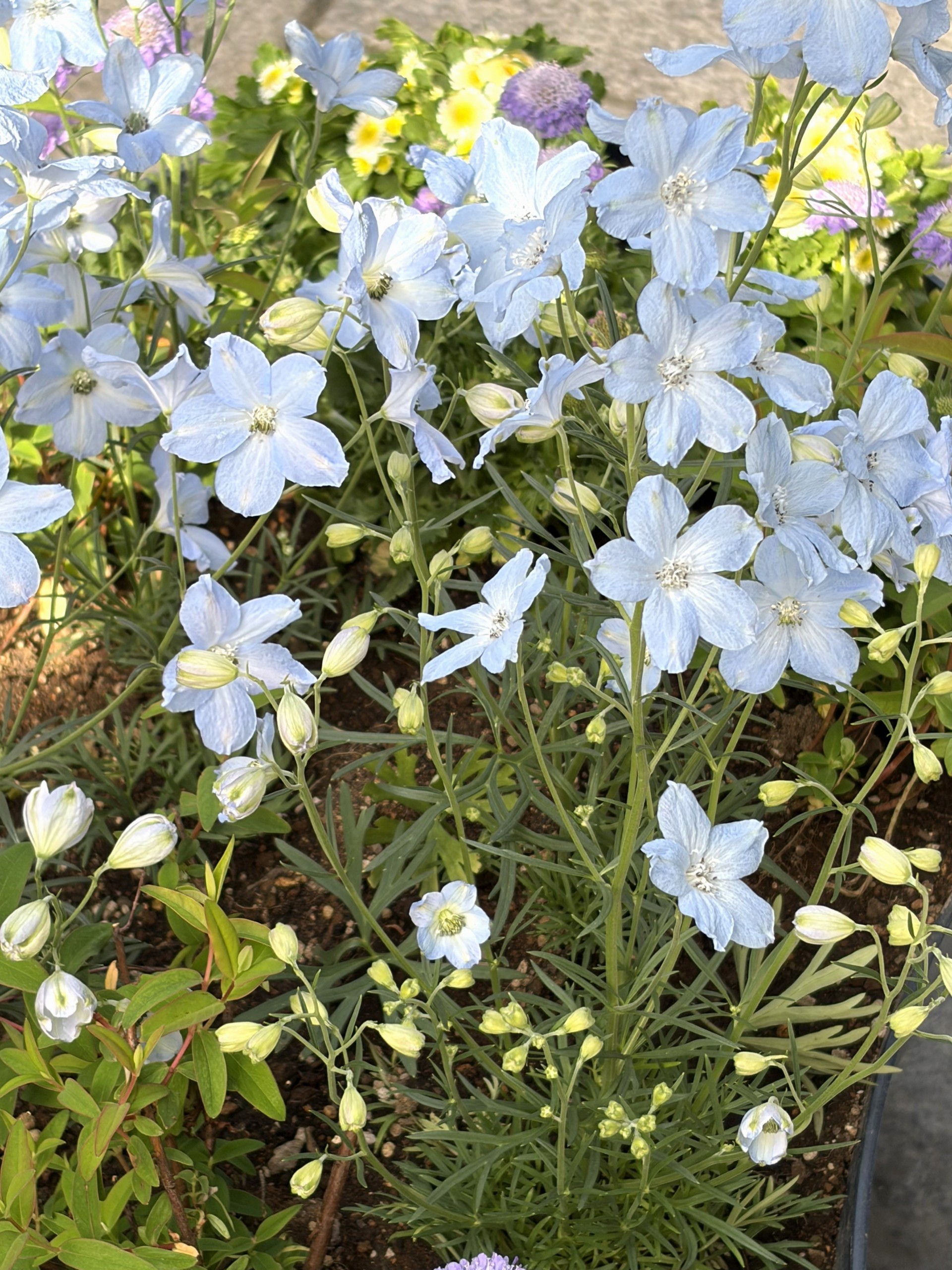 デルフィニウムの花