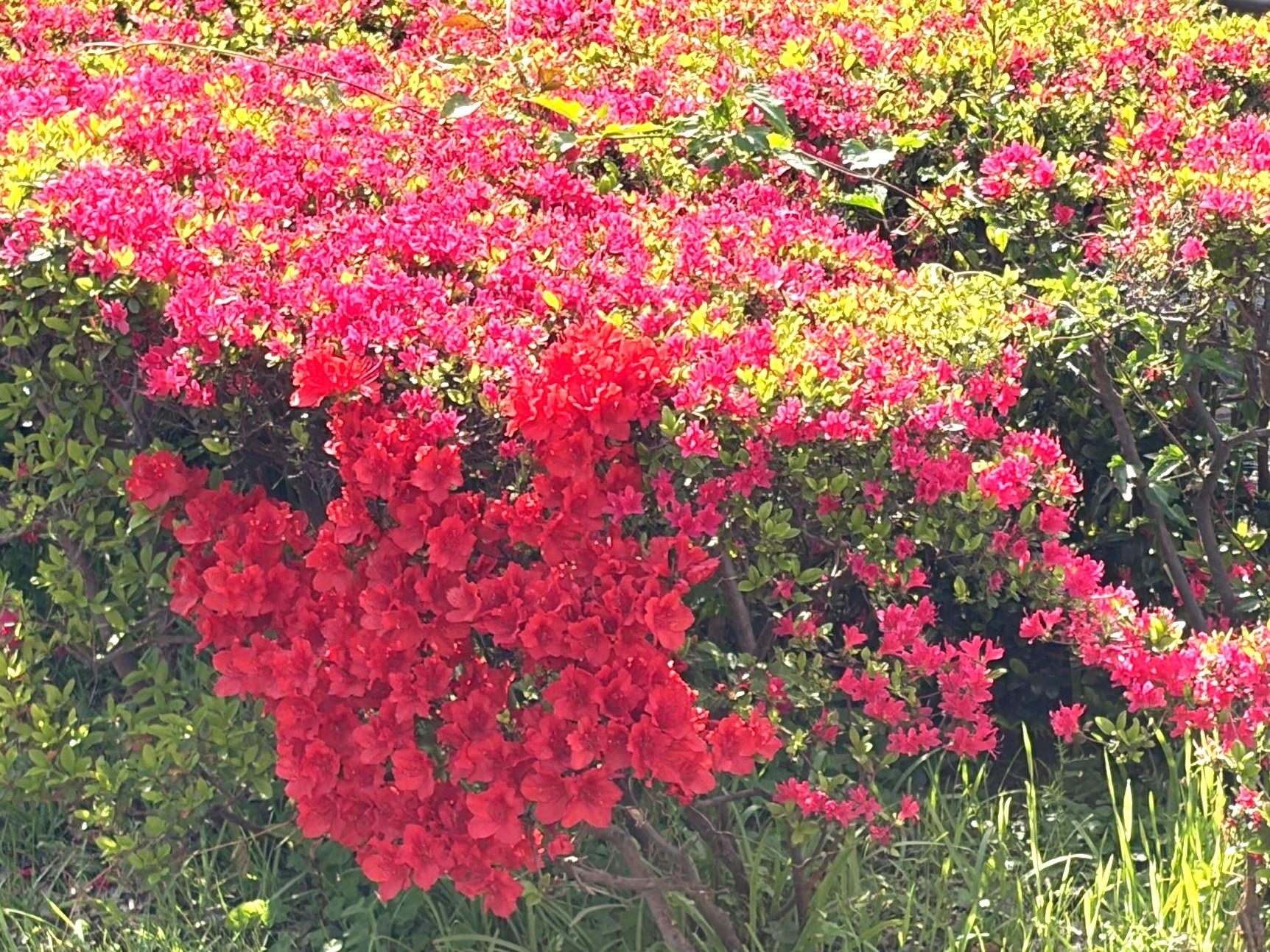 赤が綺麗なツツジ