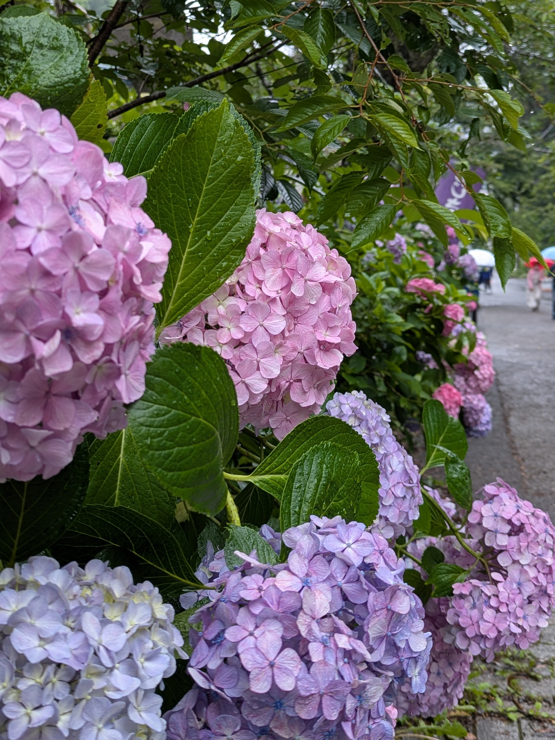 紫陽花
