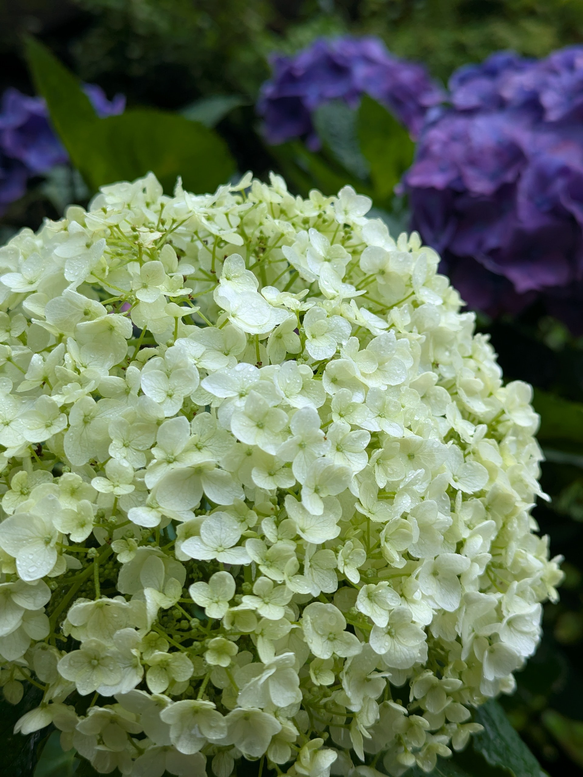 紫陽花