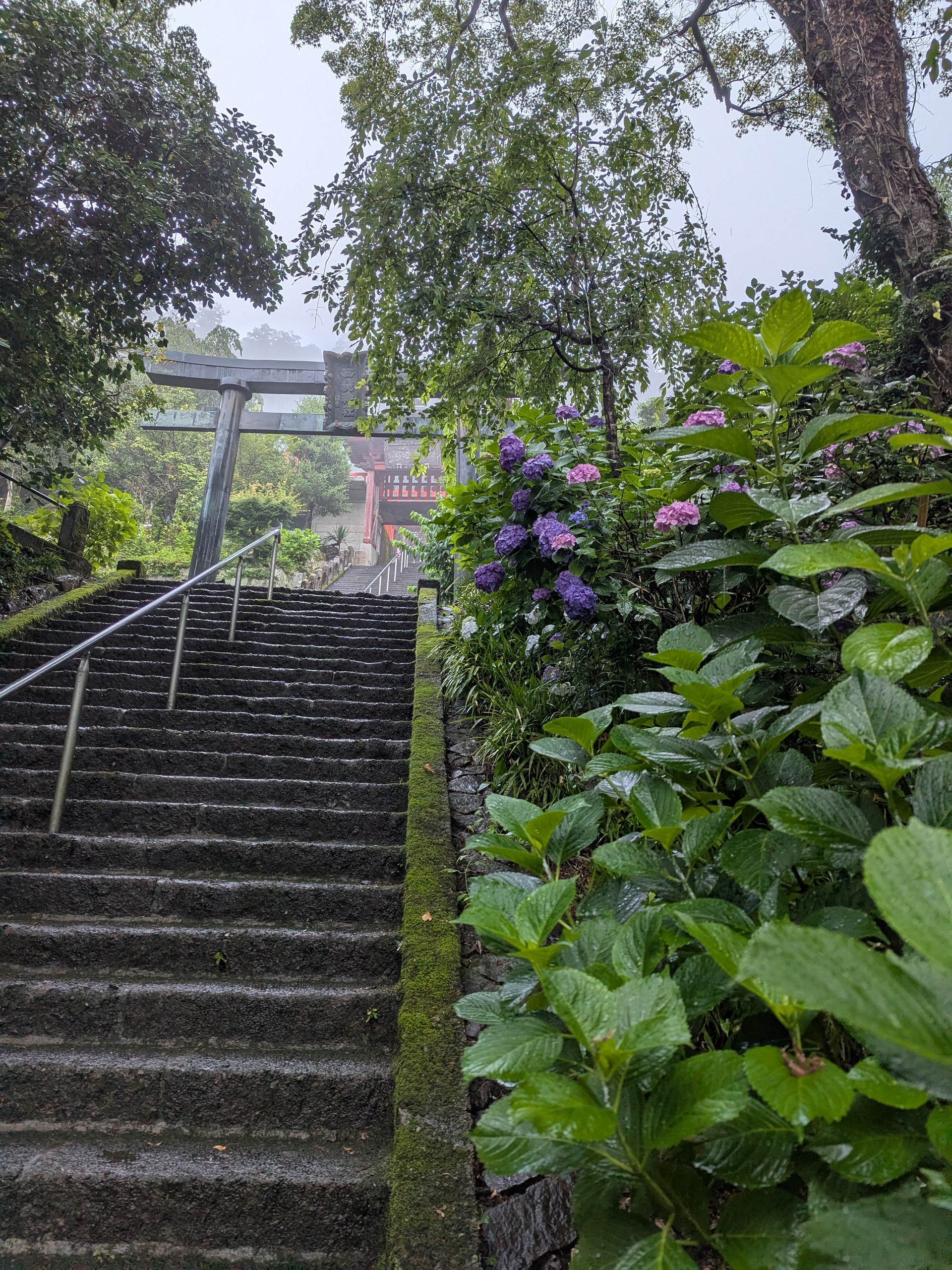 紫陽花